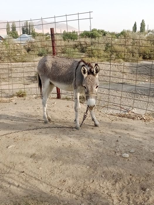 Осёл продается 1.5 год