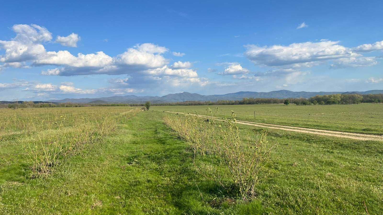 Продава се: Земеделска земя /рози/ 6.532 дка, град Карлово, кв. Сушица