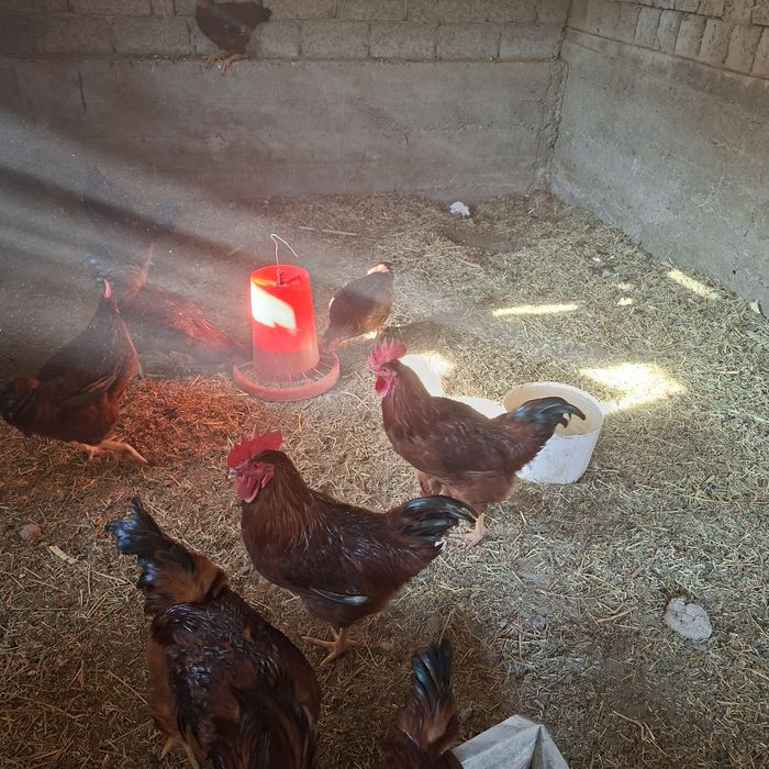 Xuroz sotaman.   Куры петухи