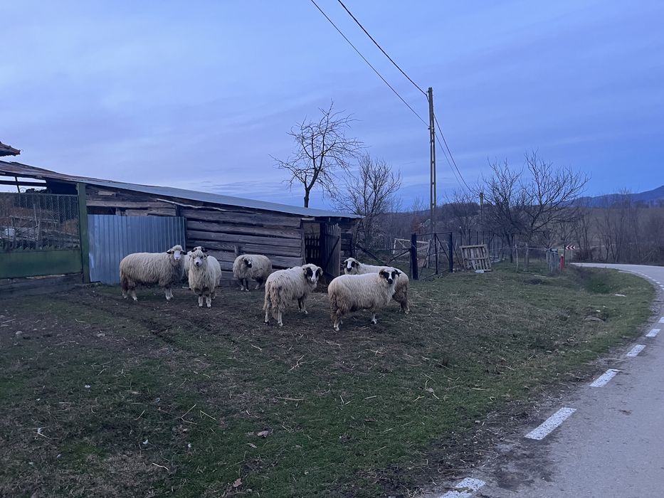 6 Oi de vanzare la primul miel 2 miele si un berbec