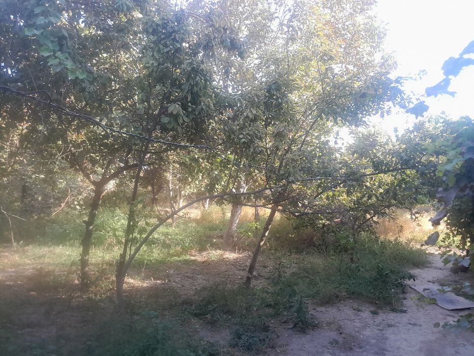 Dacha sotiladi karmanada