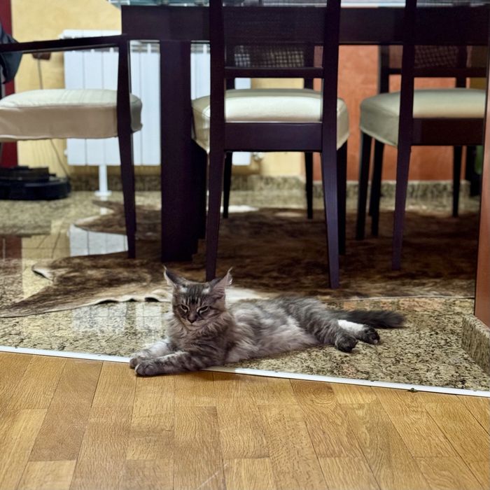 Женска котка Maine Coon/ Мейн Куун