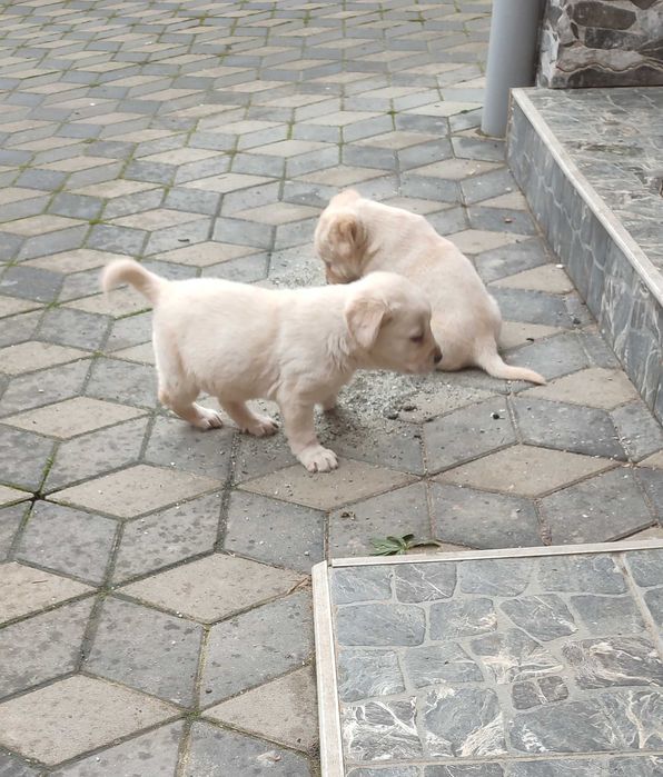 Ofer Pui Labrador auriu