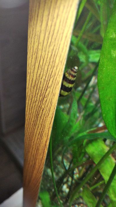 Продам хищных улиток - Хелена