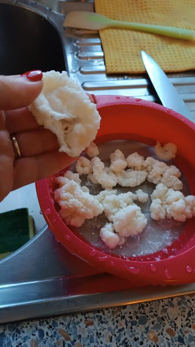 GRATIS!Ciuperci chefir de apa.chefir de lapte și kombucha