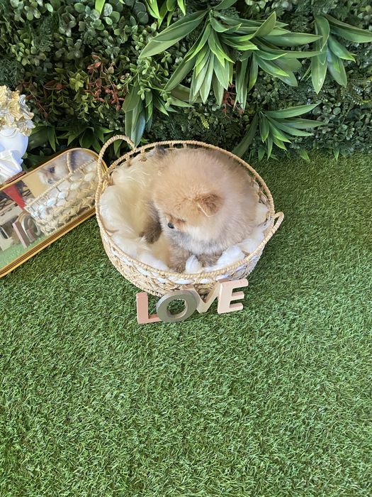 Pomeranian – talie mică, blăniță densă și aspect de ursuleț