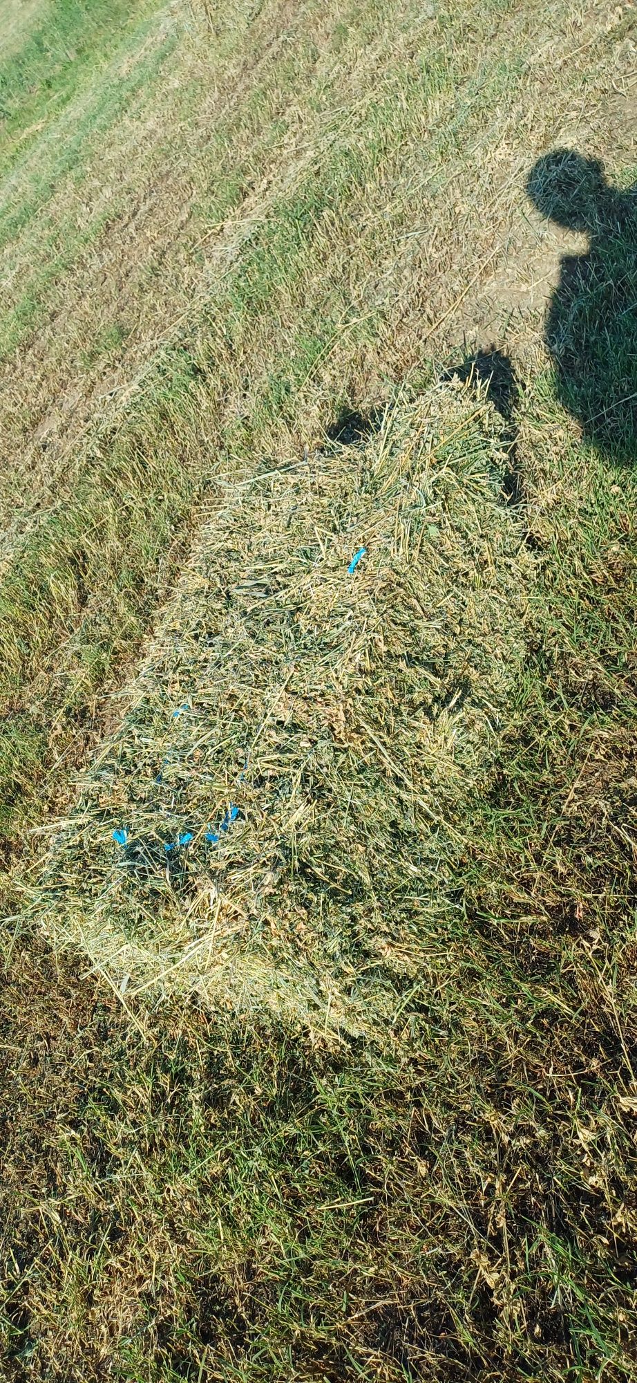 Baloți lucernă coasa2