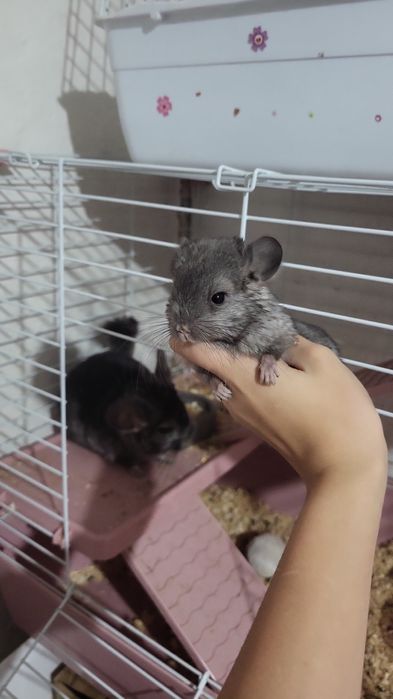 Бронь на малыша шиншиллы