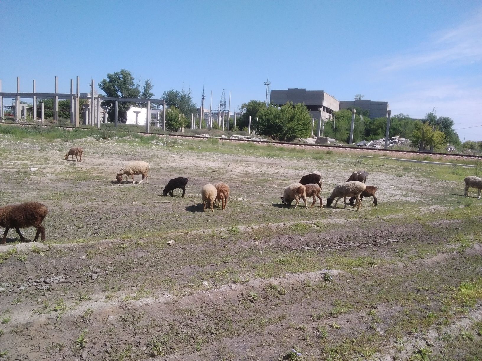 Продам баранов на мясо в городе