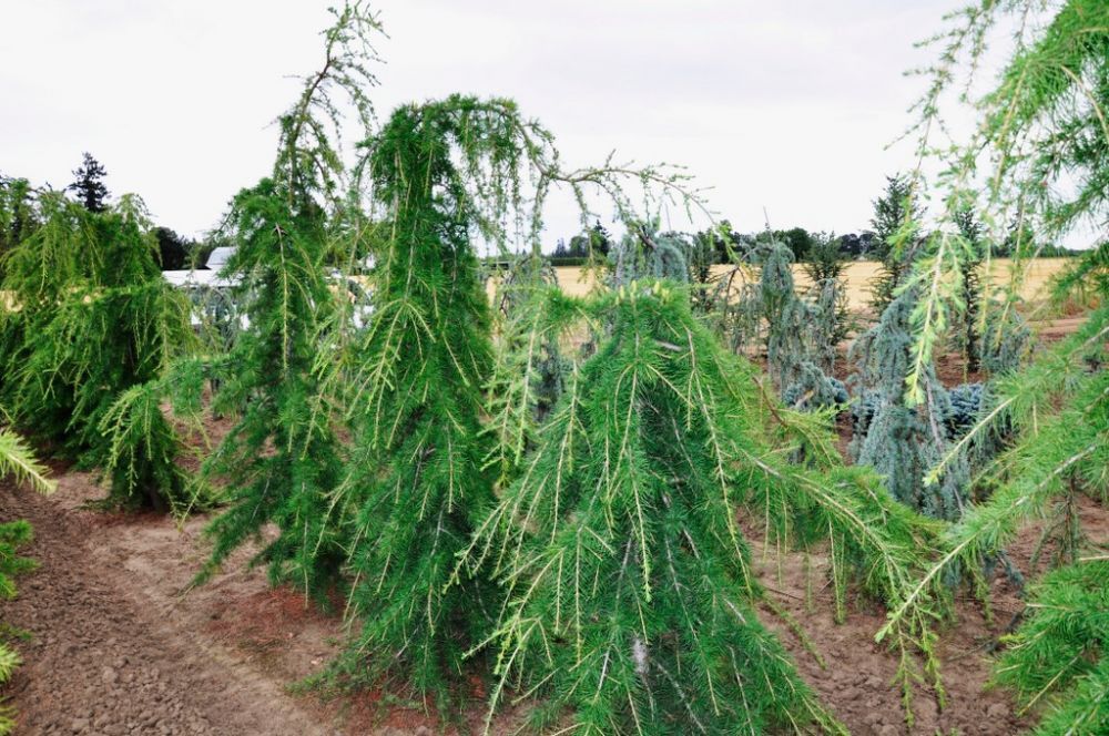 Cedru pendula 3m / cedrus atlantica glauca