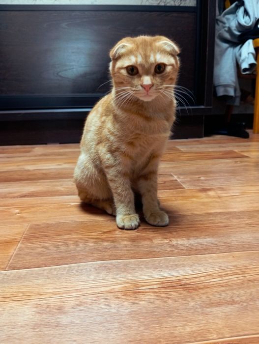 Отдам котенка в хорошие руки!