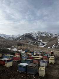 Пчелосемья на 5-7рамок , пчелы , пакеты , Карника