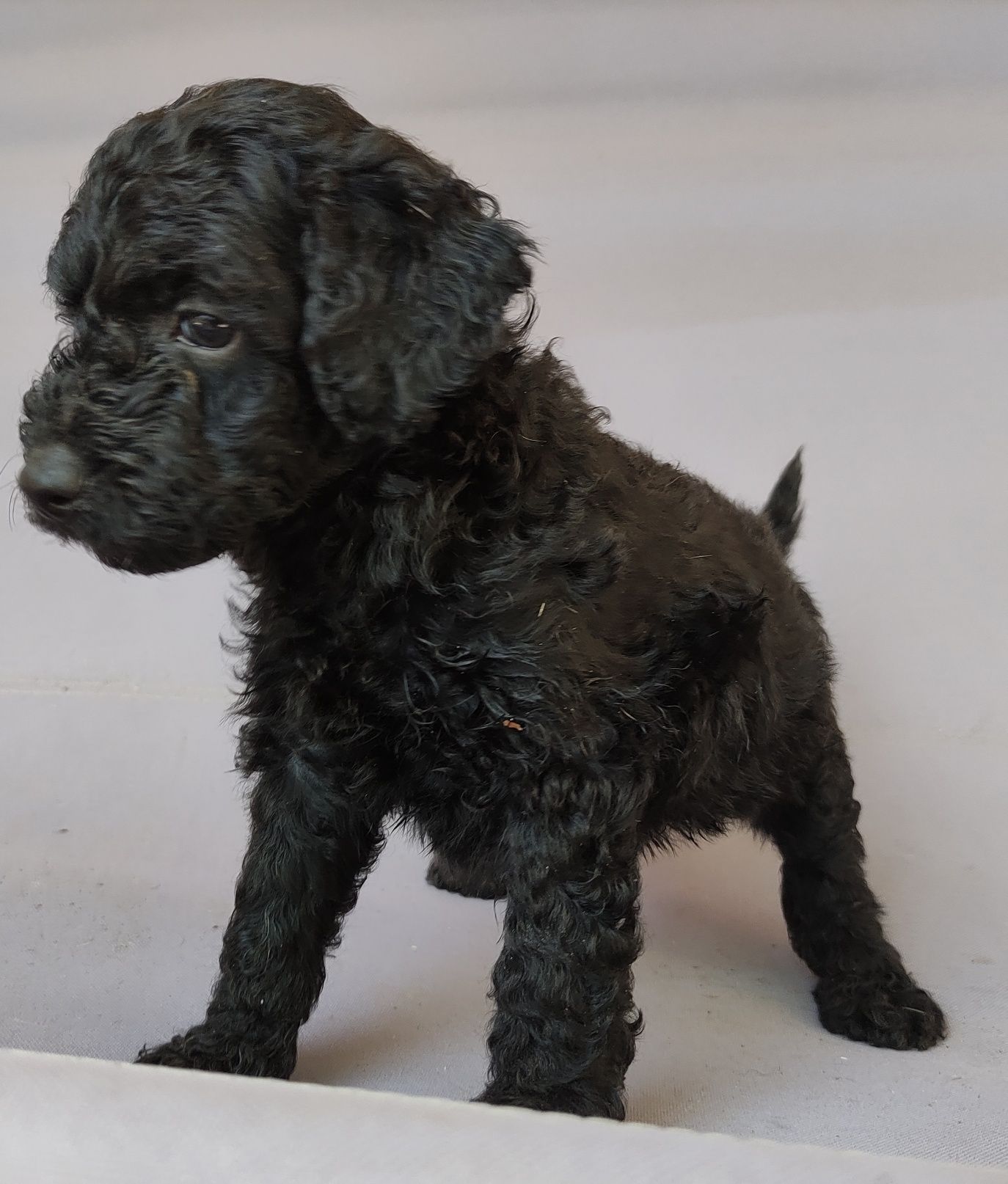 Той пудел / мини пудел /poodle toy