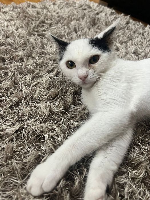 Pisicuta iubitoare cauta o casa plina de dragoste