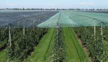 PLASA PROTECTIE ANTI GRINDINA 6x50m=600 lei; Margini Dublu Intarite+UV