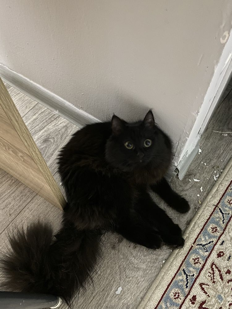 Котенок пушистый