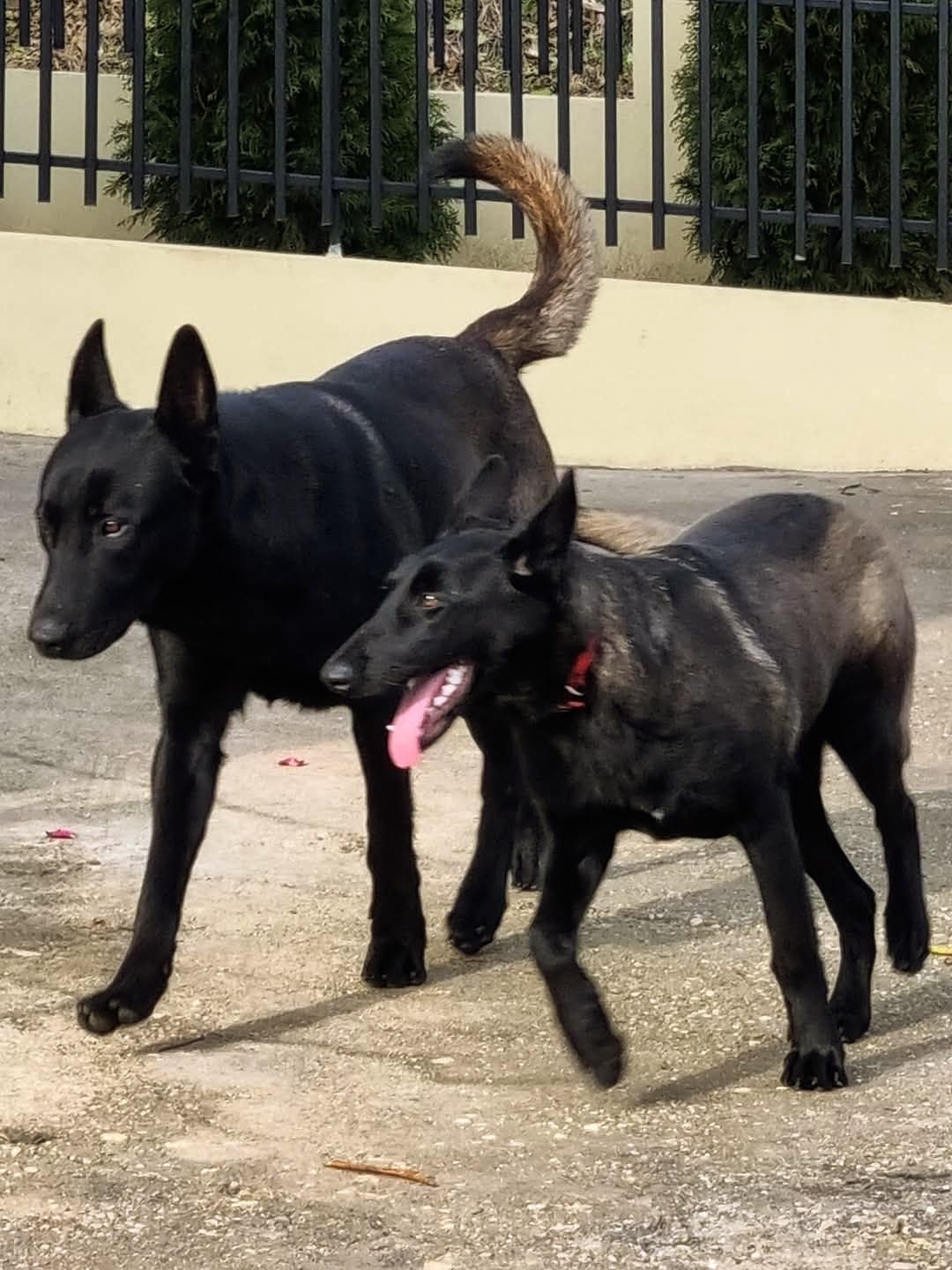 Mascul ciobanesc belgian Malinois