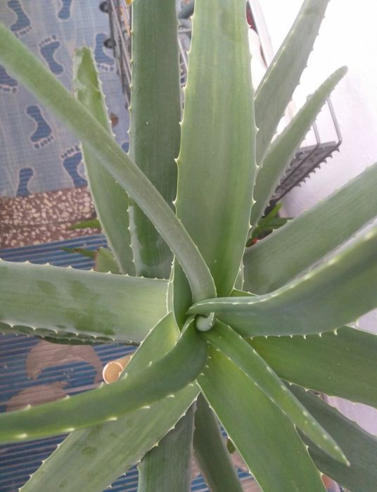 Aloe Vera Barba Denssis