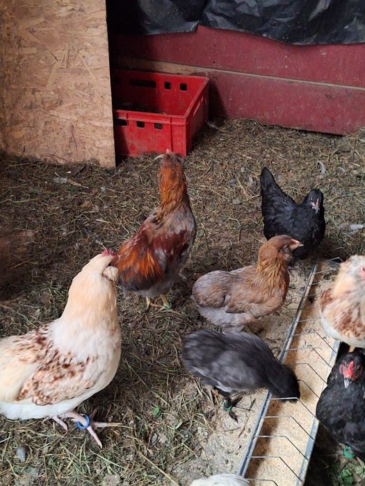 Cocosii araucana .marans.crem legbar. australorp