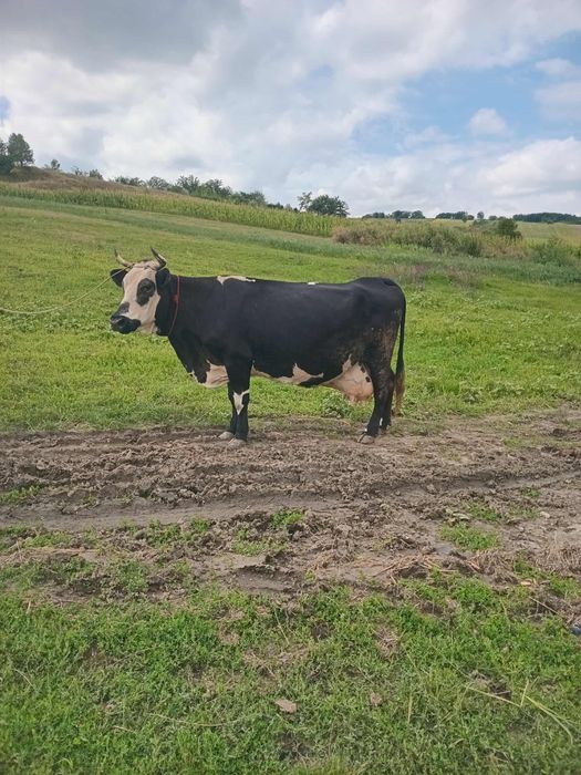 Vând vaca de lapte