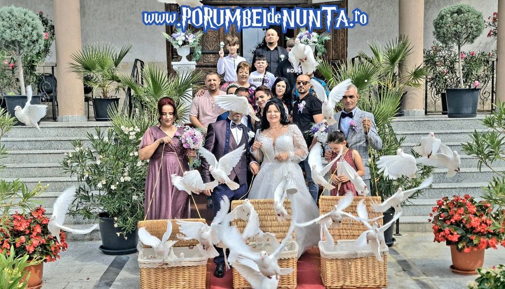 Porumbei Albi Evenimente Constanta