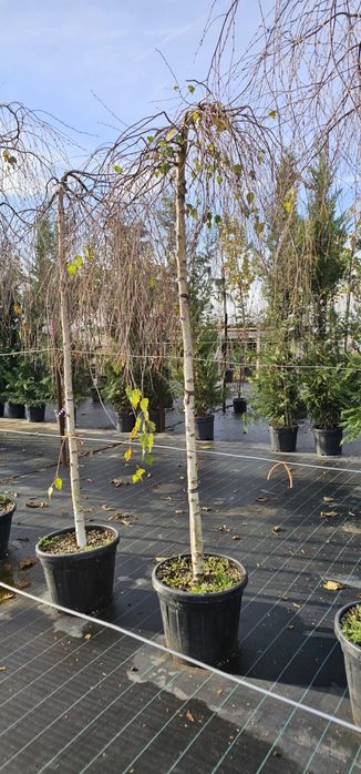 Mesteacan Artar Castan Salbatic Artar Norvegian Fag Arbore de fier etc