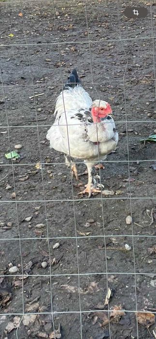 cocoș tânăr golaș