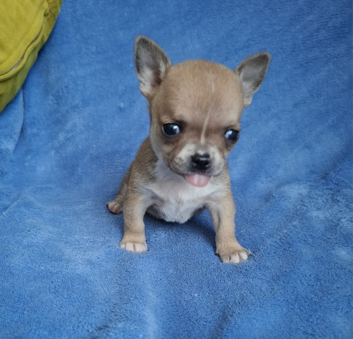 Chihuahua mini baiat cu acte