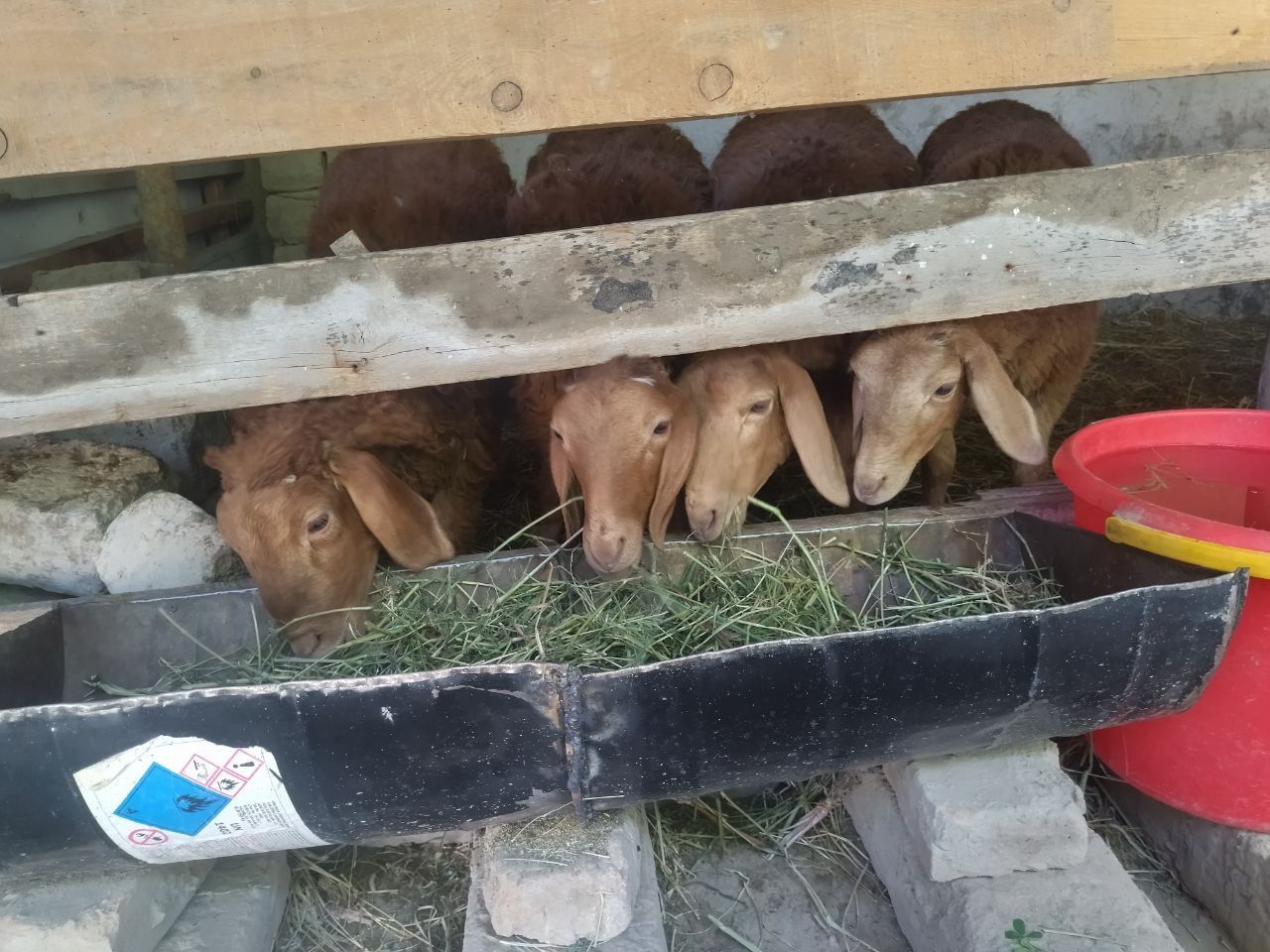 Куйлар сотилади срочно