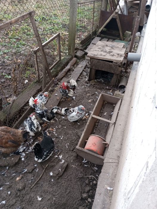 Familie de găinuțe pitici 3 găinușe și 3 cocosi180 Ron și două găini