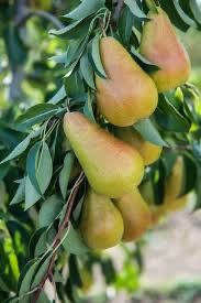 Pomi fructiferi pitici(Dwarf)