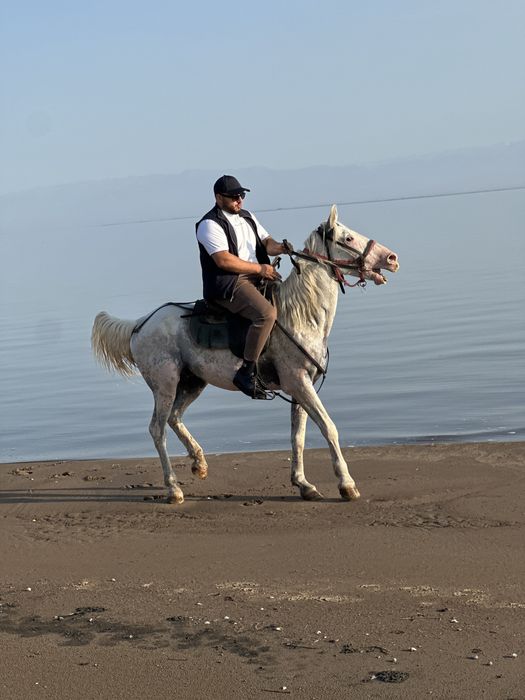 Лошадь Айғыр белый