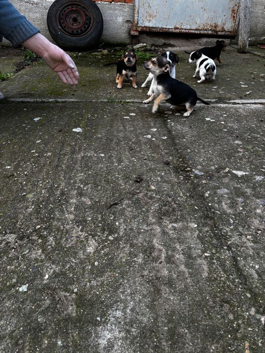 Подарявам кученца