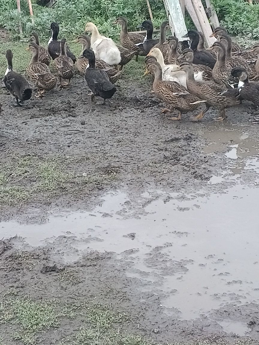 Продаются дикие утята (Подсадные).