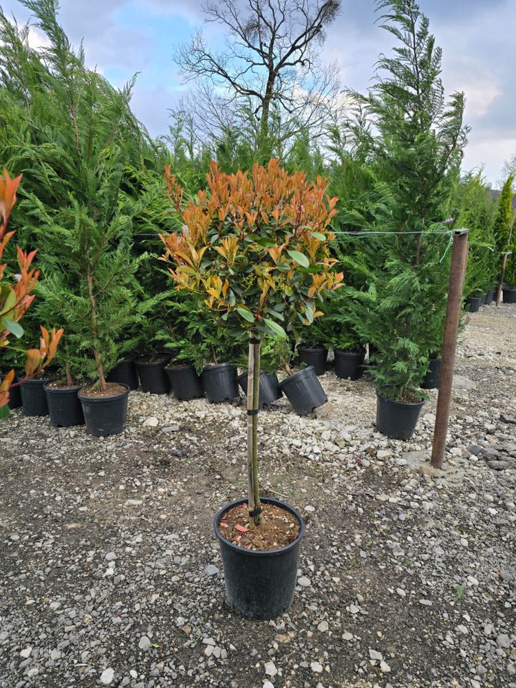 Vând plante ornamentale calitate extra !