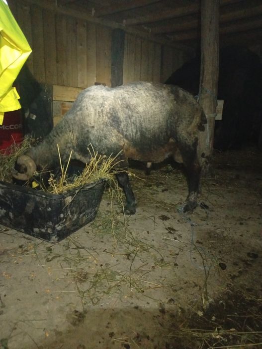 Vând berbec cărăbaș