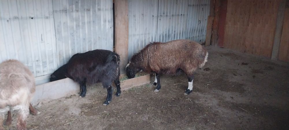 Қой, ешкілер сатылады.