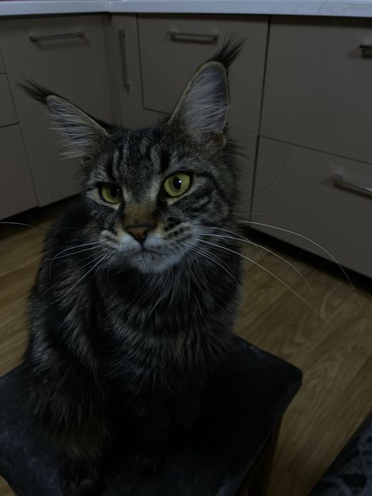 Кошка и котята мейн куна