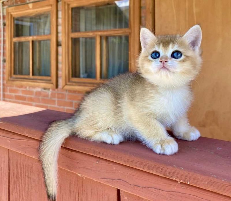 котики и кошечки  британские шиншиллы
