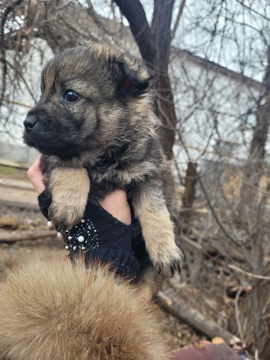 Милые девочки ищят дом