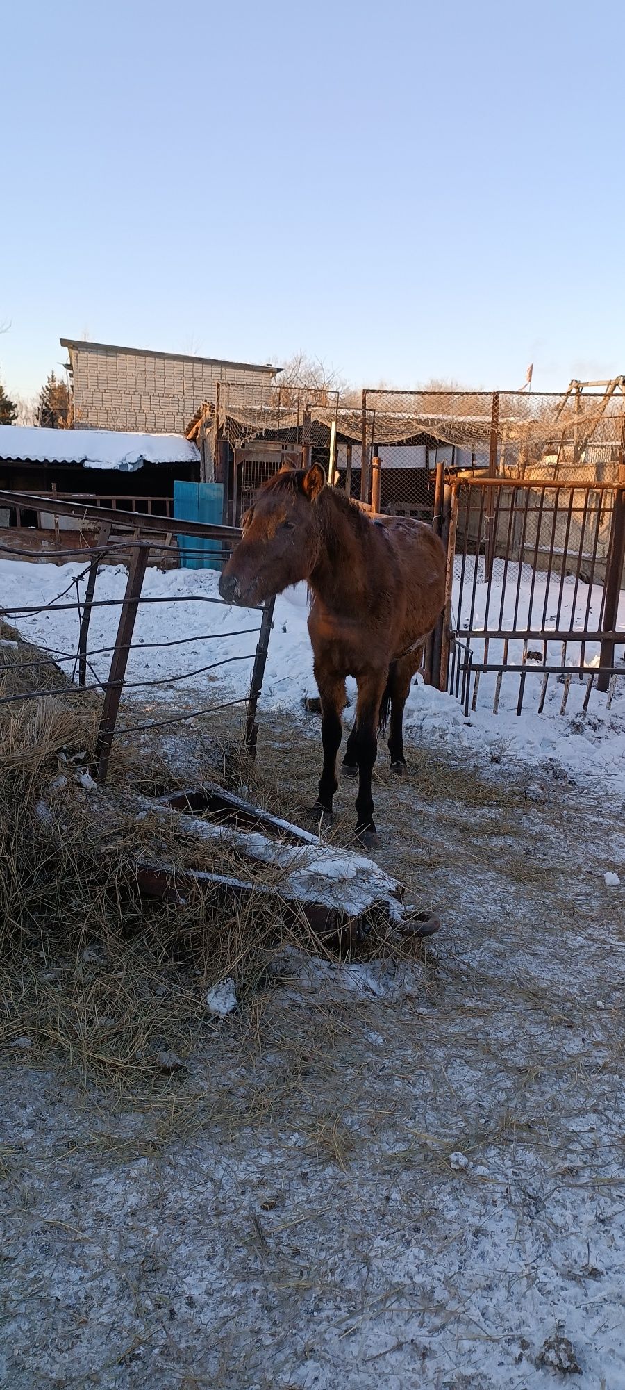 Продам жеребчика