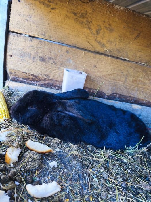 Vând o iepuroaica și trei iepuri