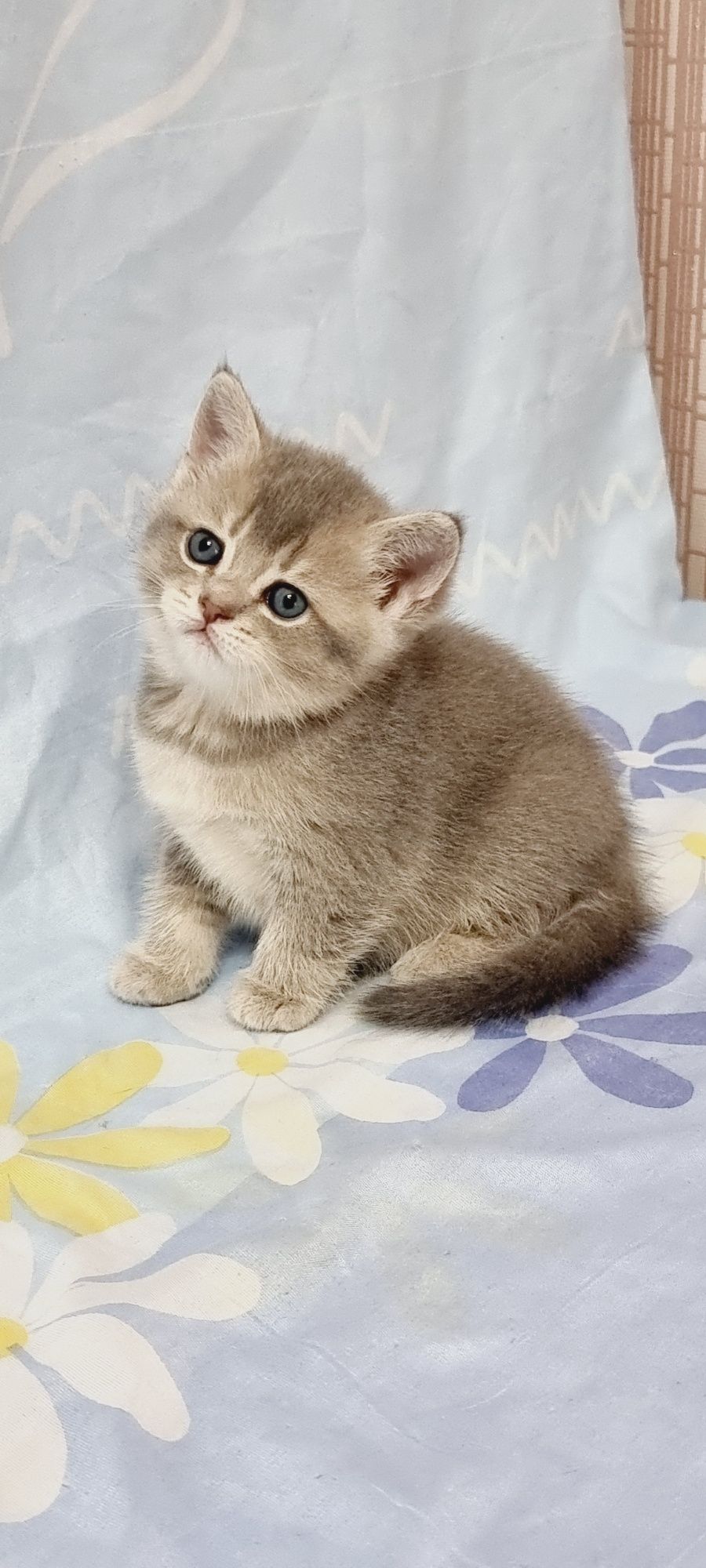 Шотланский Скотиш страйт голубое золото шиншила котёнок девочка.