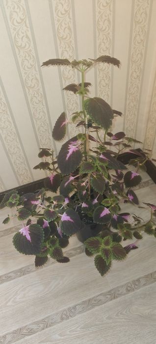 Продам цветы колеус