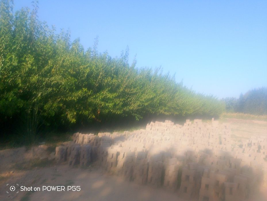 Tut koʻchatlari sifatli yapon barg
