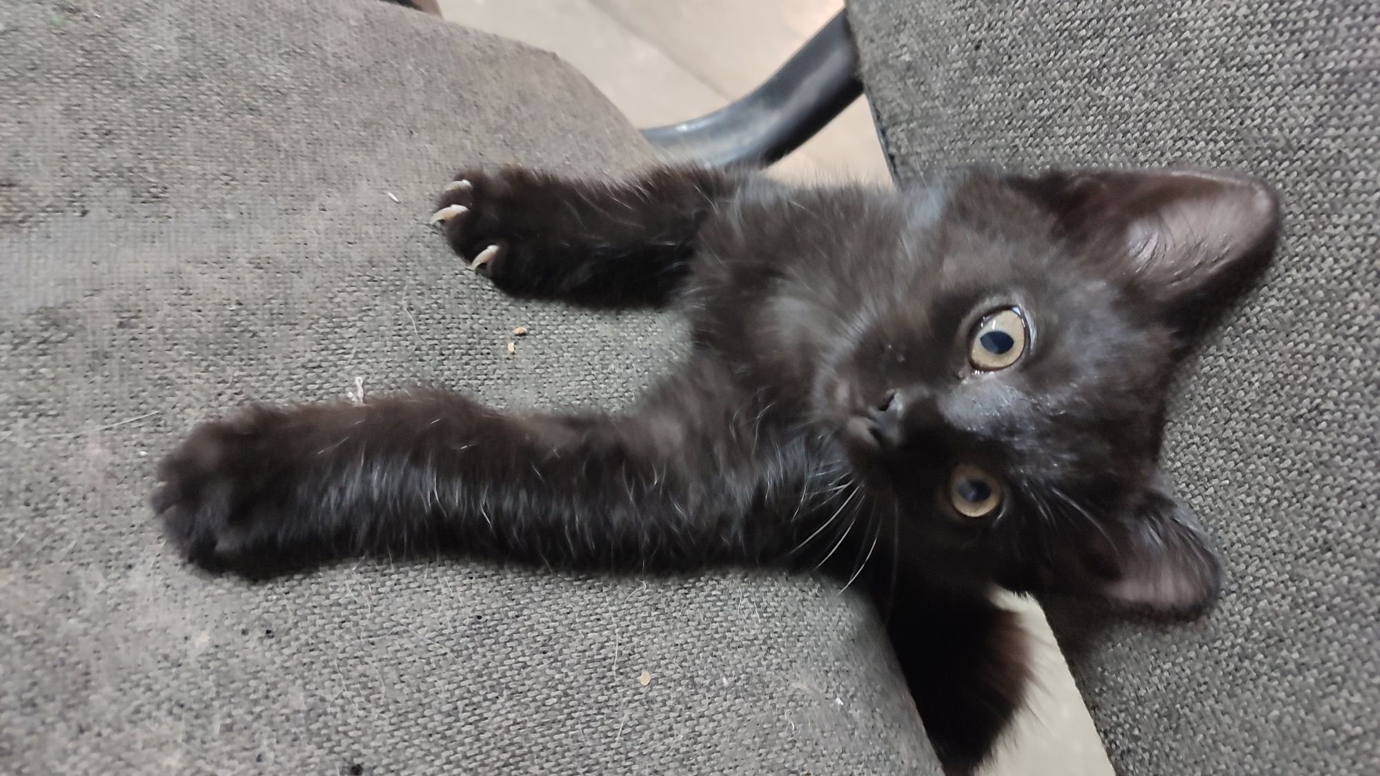 Котёнок бесплатно