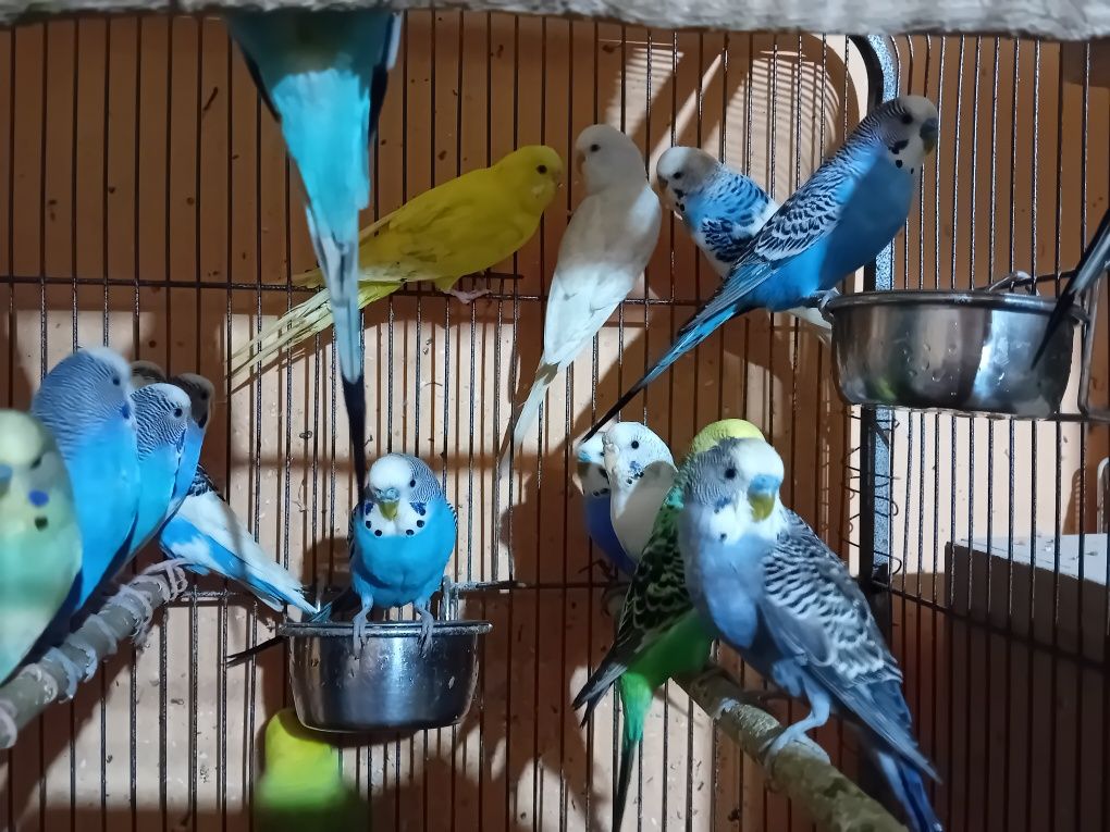 Perusi (papagali) culori deosebite