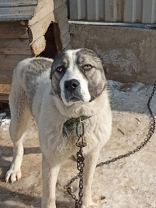 Продам! срочно собаку