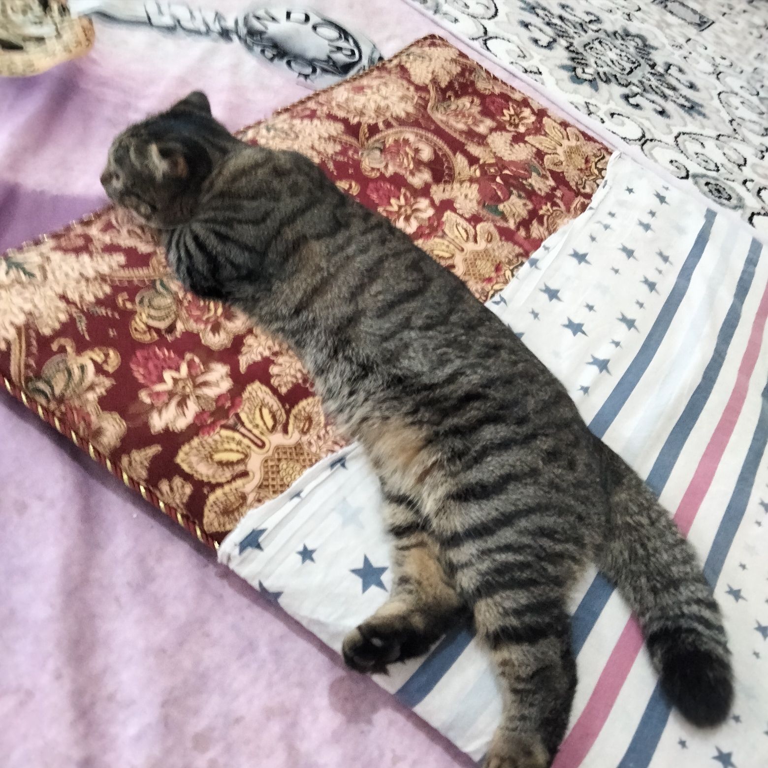Кошка породистая