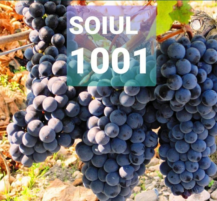 Material saditor Vita de Vie